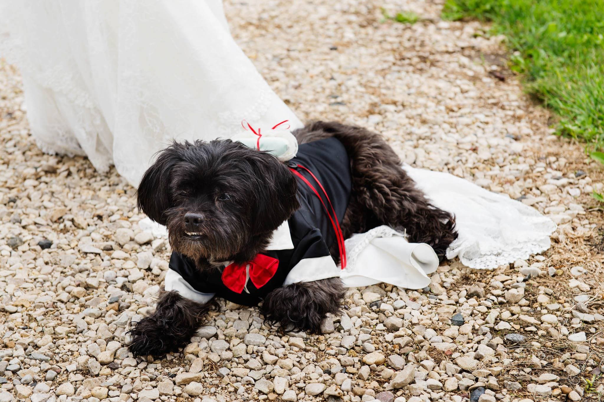 Lambeau in his wedding tuxedo lying on Shirley’s dress train with the ring pillow secured on his back